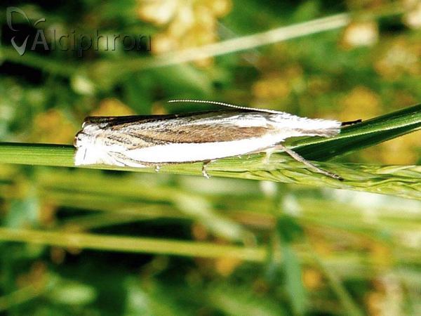 Crambus uliginosellus