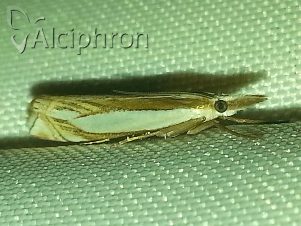 Crambus uliginosellus