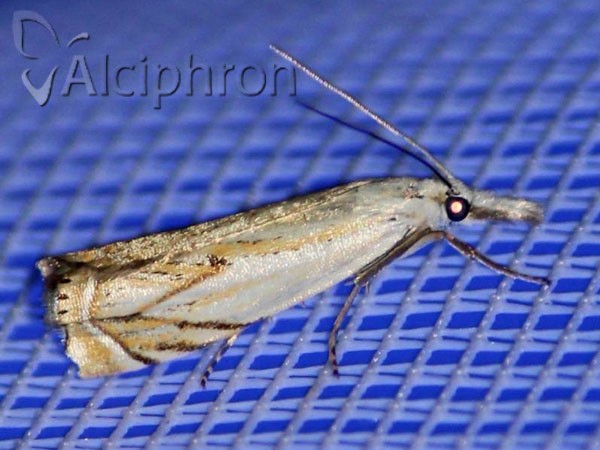 Crambus uliginosellus