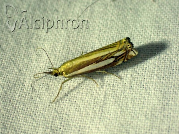 Crambus ericella