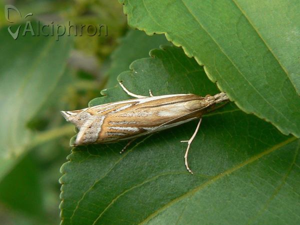 Crambus pratella
