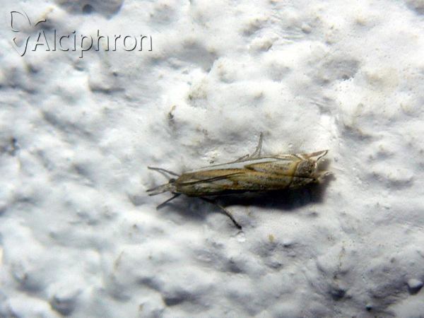 Crambus pratella