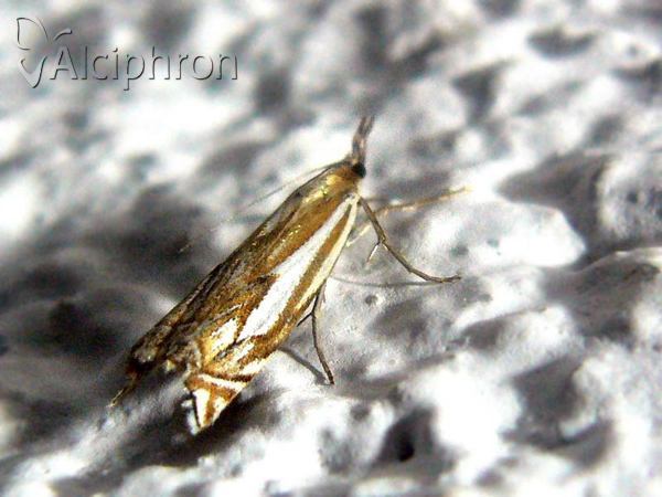 Crambus pratella