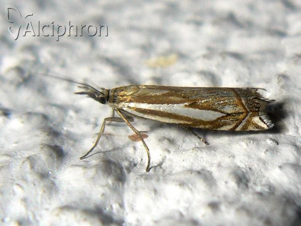 Crambus pratella