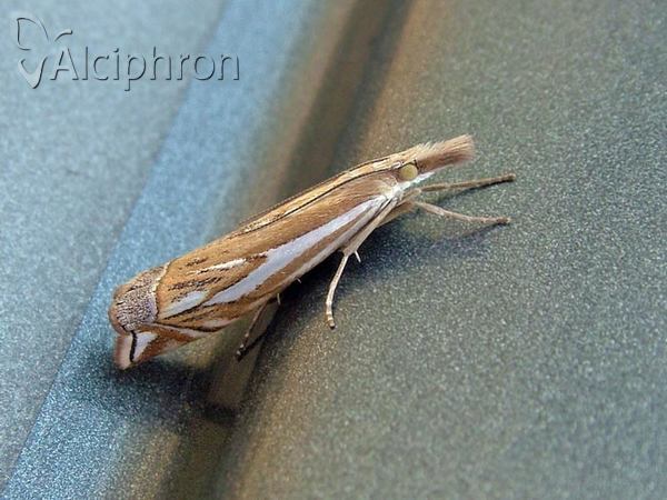 Crambus pratella