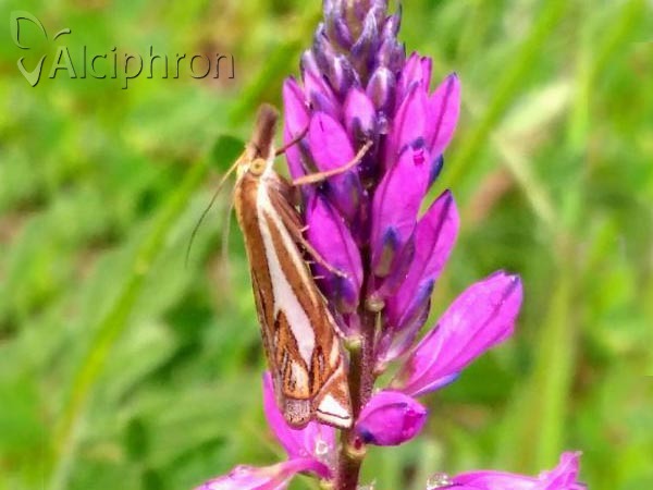 Crambus pratella