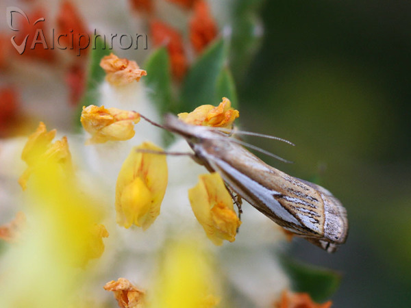 Crambus pratella
