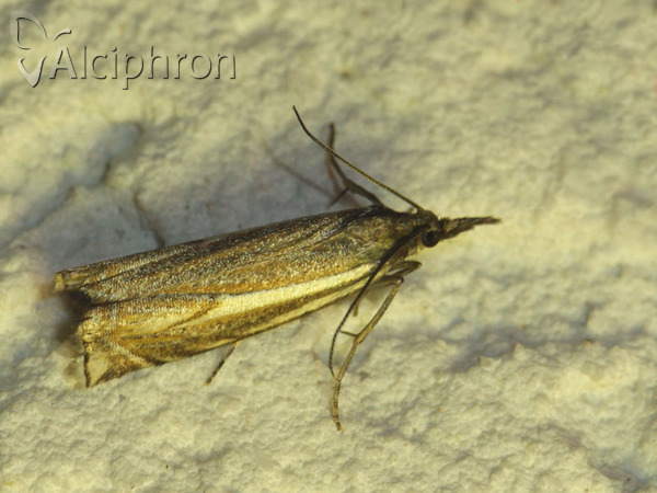 Crambus pratella
