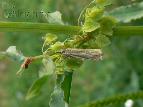Crambus lathoniellus