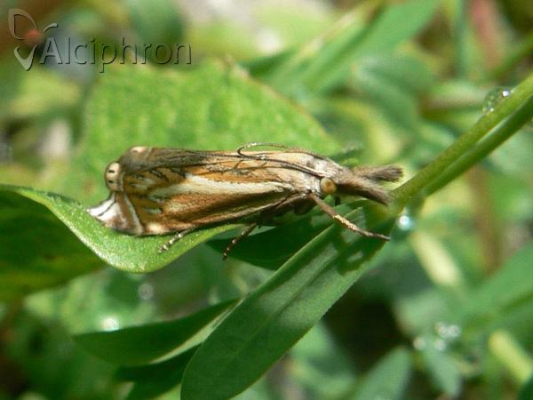 Crambus lathoniellus