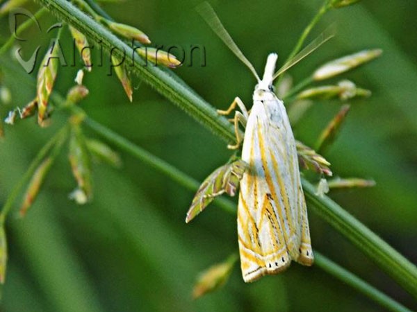 Crambus lathoniellus
