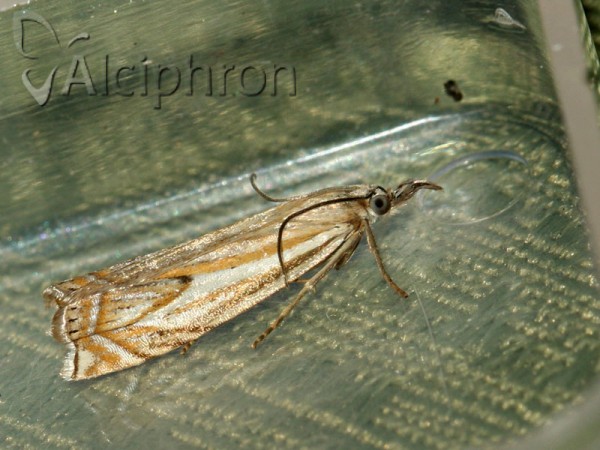 Crambus lathoniellus