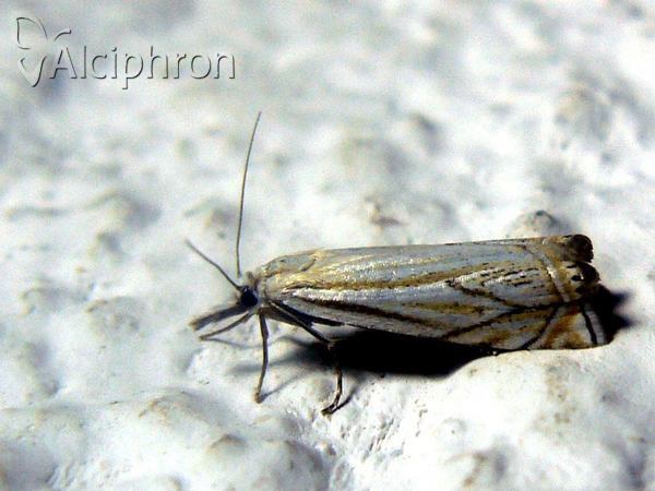 Crambus lathoniellus