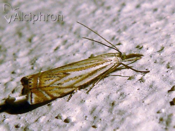 Crambus lathoniellus