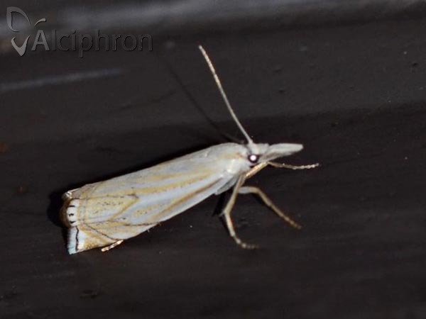 Crambus lathoniellus