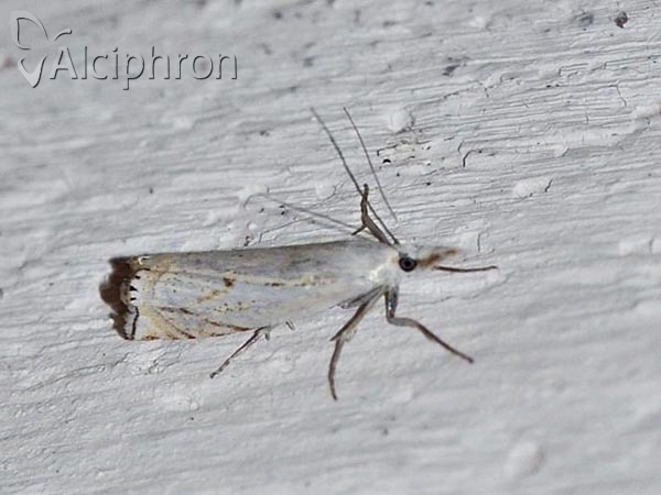 Crambus lathoniellus