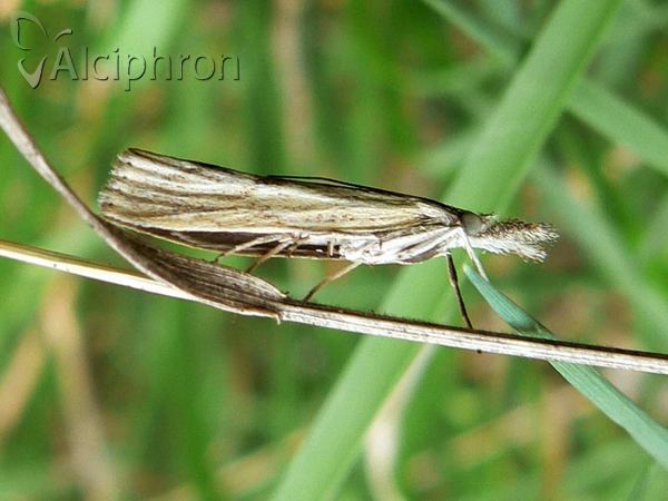 Crambus perlella