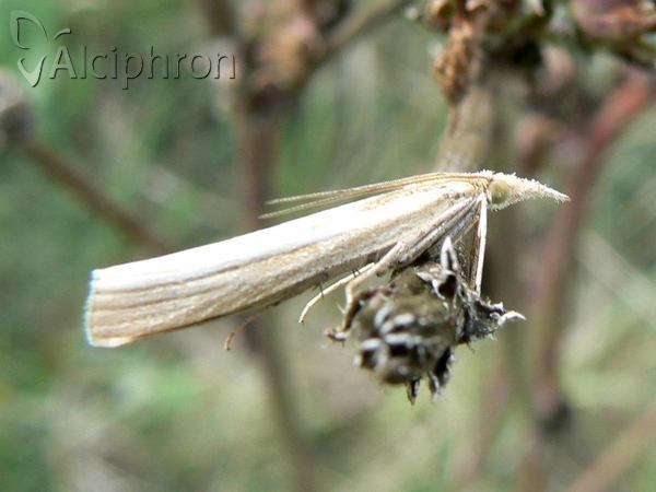 Crambus perlella