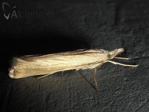 Crambus perlella