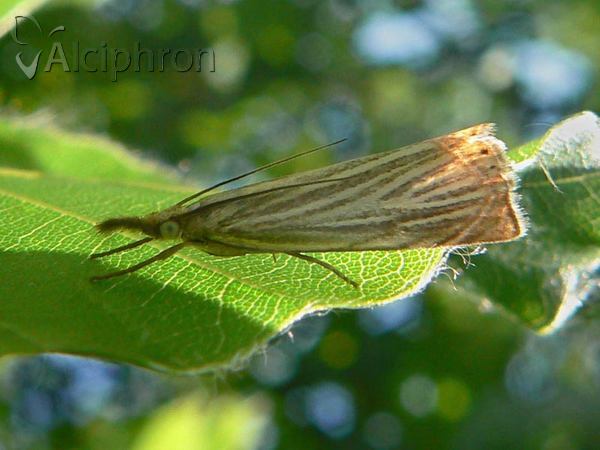 Chrysoteuchia culmella