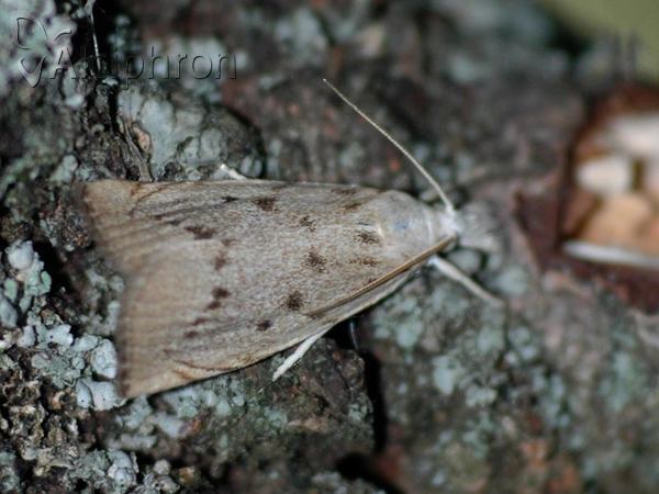 Calamotropha paludella