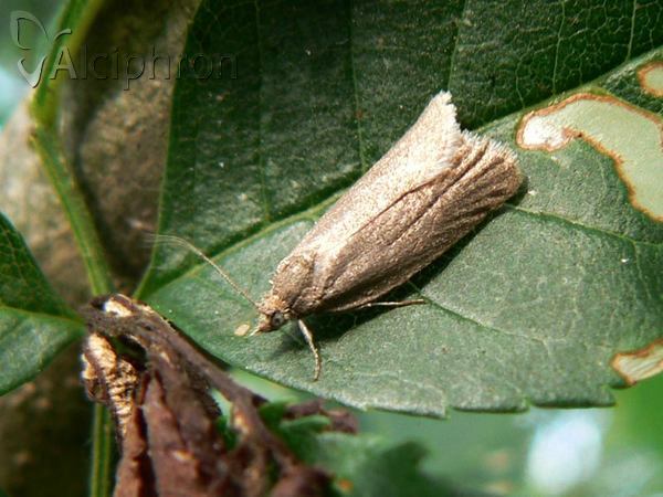 Calamotropha paludella
