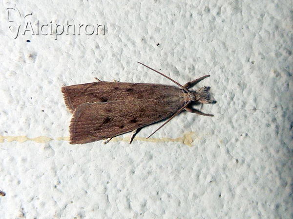 Calamotropha paludella