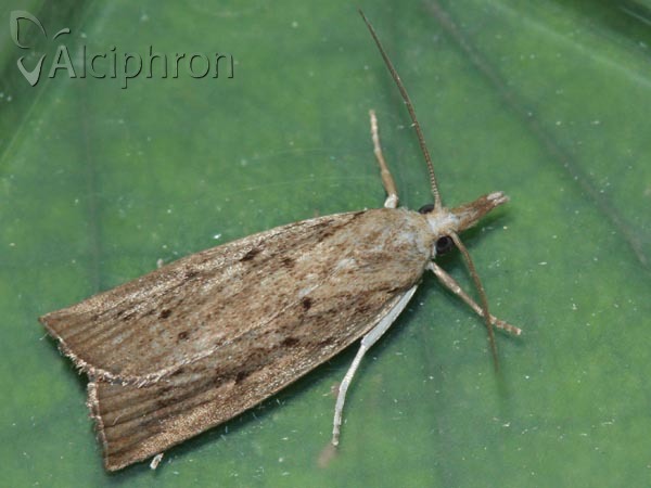 Calamotropha paludella