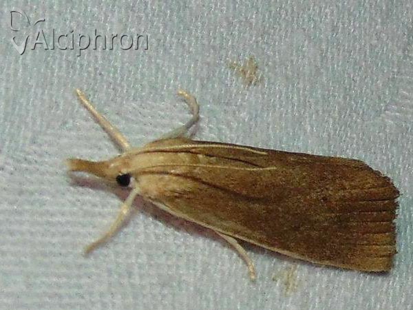 Calamotropha paludella