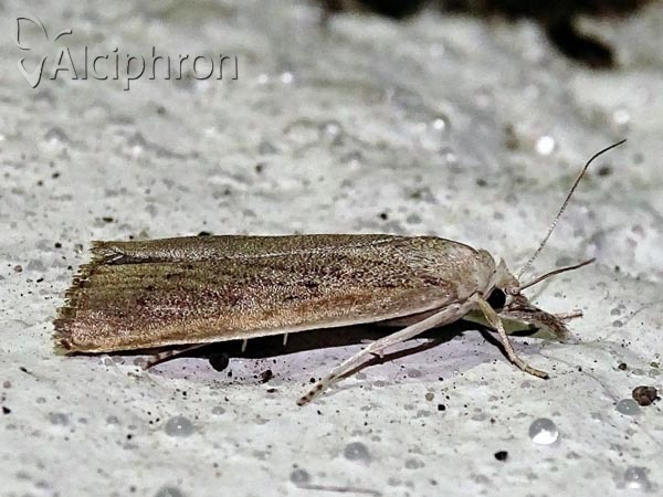 Calamotropha paludella