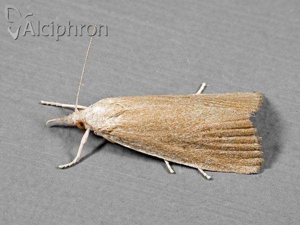 Calamotropha paludella