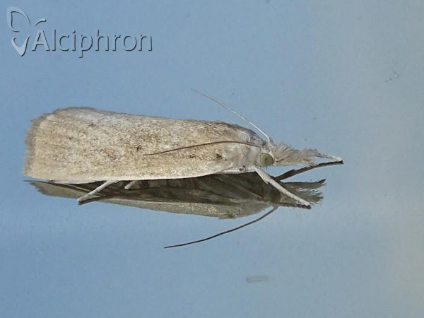 Calamotropha paludella