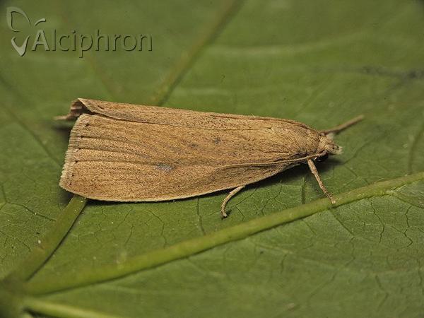 Calamotropha paludella