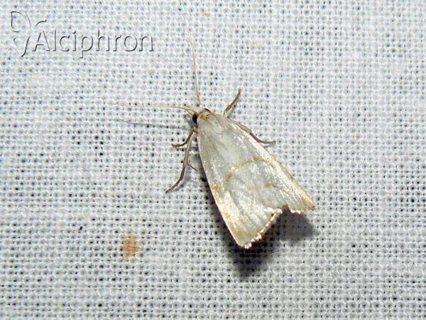 Calamotropha aureliellus