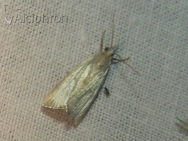 Calamotropha aureliellus