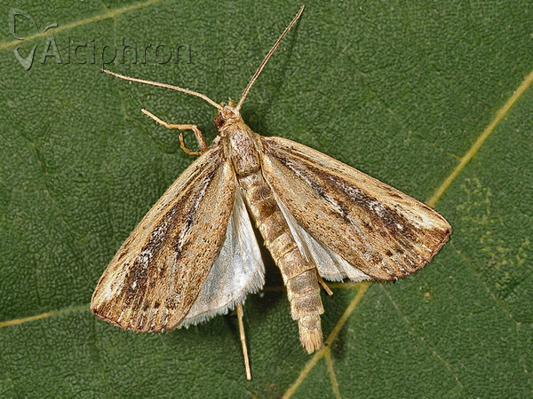 Friedlanderia cicatricella