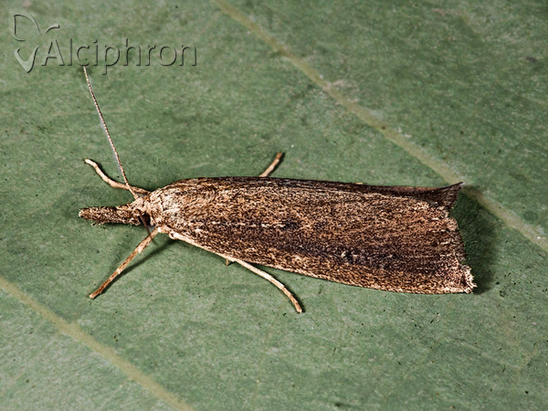 Friedlanderia cicatricella