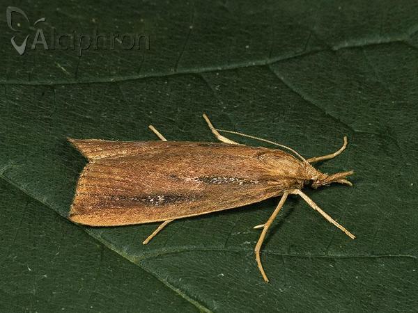 Friedlanderia cicatricella
