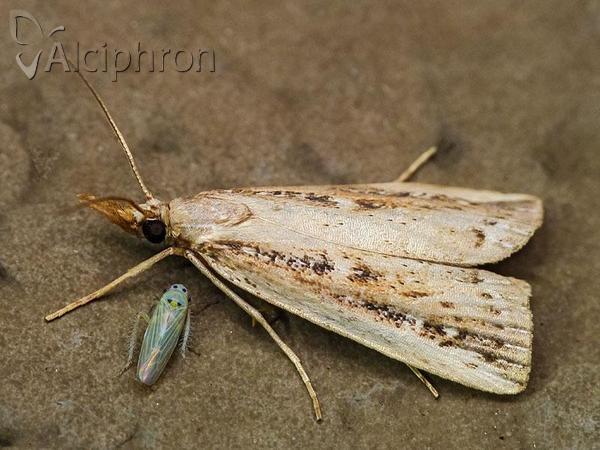 Friedlanderia cicatricella