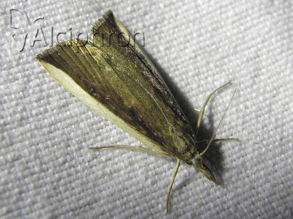 Friedlanderia cicatricella