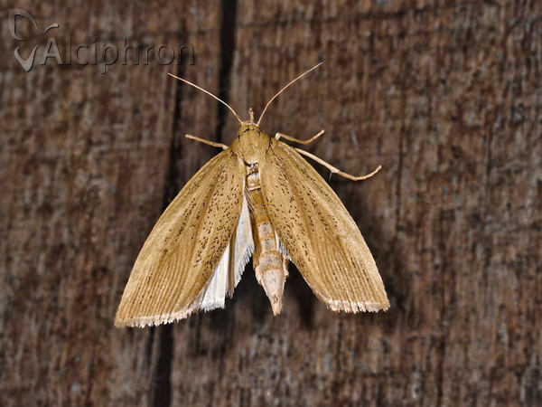 Chilo phragmitella
