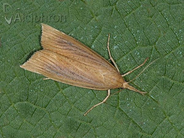 Chilo phragmitella