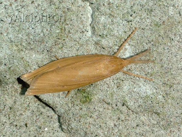 Chilo phragmitella