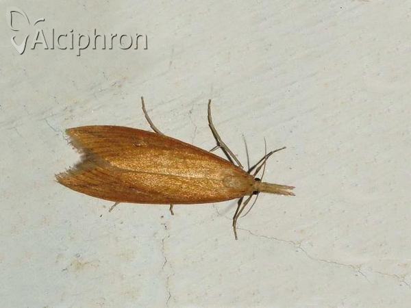 Chilo phragmitella