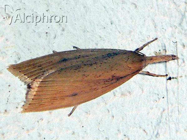 Chilo phragmitella