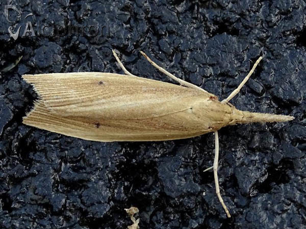 Chilo phragmitella