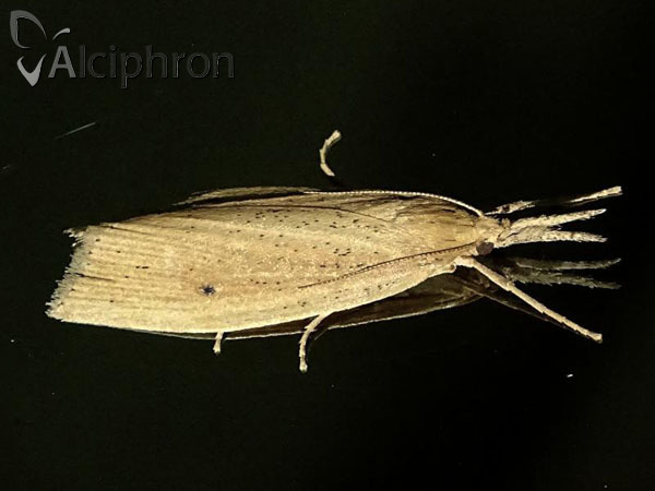 Chilo phragmitella