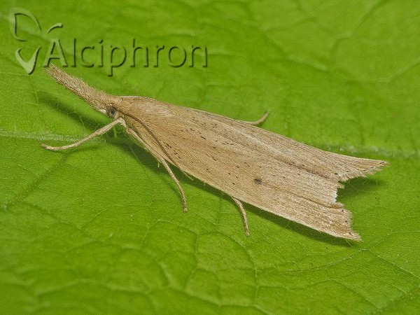 Chilo phragmitella