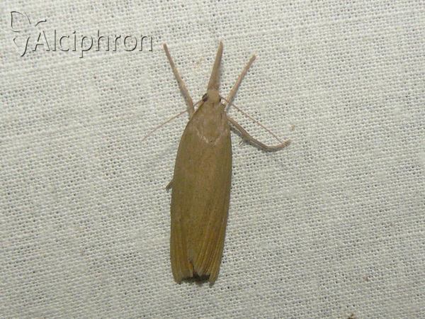 Chilo luteellus