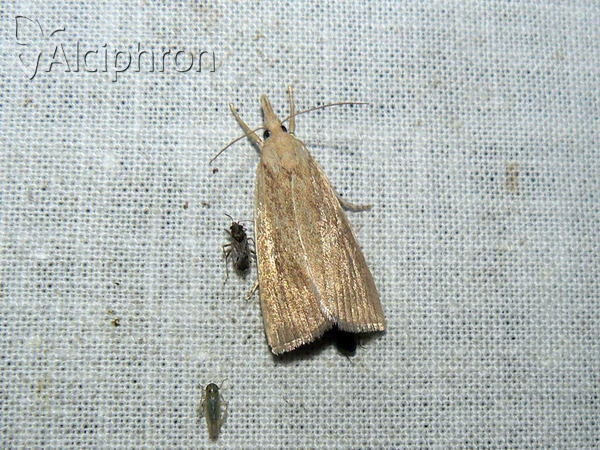 Chilo luteellus